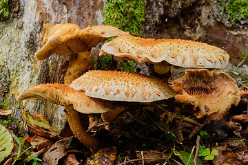 Image showing Inedible mushrooms against moss covered log