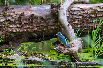 Image showing Common Kingfisher (Alcedo atthis) next to lying stump