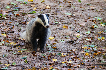 Image showing European Badger(Meles meles) in fall