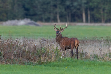 Image showing Red Deer (Cervus elaphus) looking back