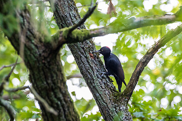 Image showing Black Woodpecker (Dryocopus martius) in forest