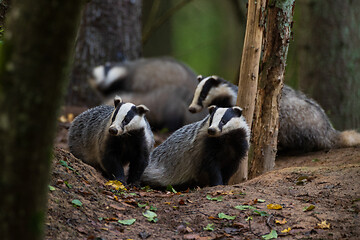 Image showing European Badger couple(Meles meles) in fall evening