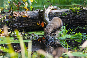 Image showing Pine Marten (Martes martes) close to water