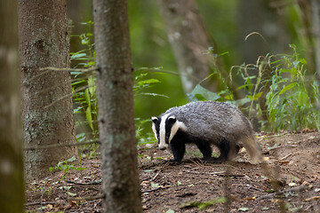 Image showing European Badger(Meles meles) in fall