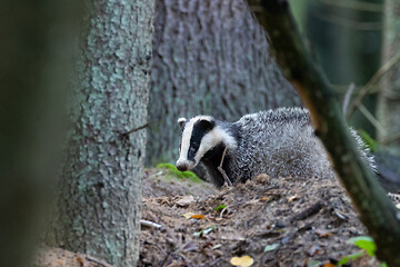 Image showing European Badger(Meles meles) in fall