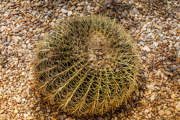 Image showing Big cactus in Almeria, Spain