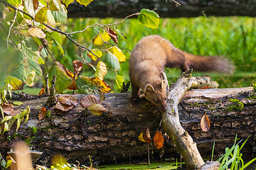 Image showing Pine Marten (Martes martes) close to water