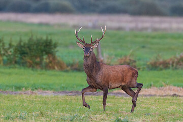 Image showing Red Deer (Cervus elaphus) looking forward