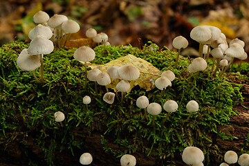 Image showing Old stump moss wrapped with some fungus