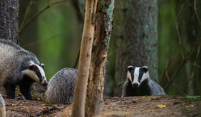 Image showing European Badger couple(Meles meles) in fall evening