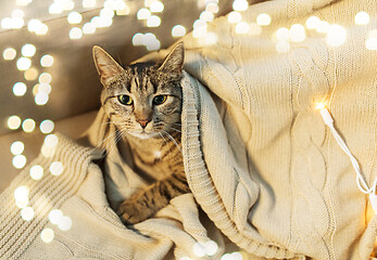 Image showing tabby cat lying on blanket at home in winter