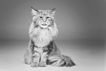 Image showing Beautiful maine coon cat