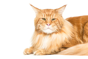 Image showing Beautiful maine coon cat