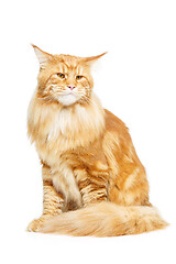 Image showing Beautiful maine coon cat