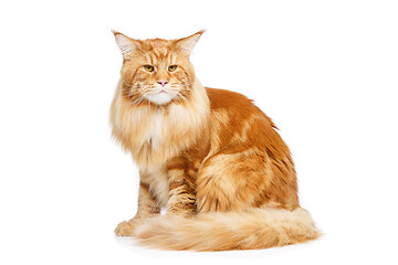 Image showing Beautiful maine coon cat