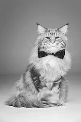Image showing Beautiful maine coon cat with bow tie
