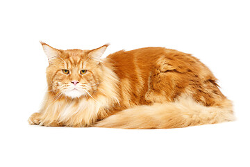 Image showing Beautiful maine coon cat