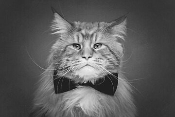 Image showing Beautiful maine coon cat with bow tie