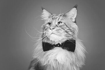 Image showing Beautiful maine coon cat with bow tie