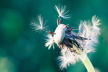 Image showing close up of Dandelion, spring abstract color background