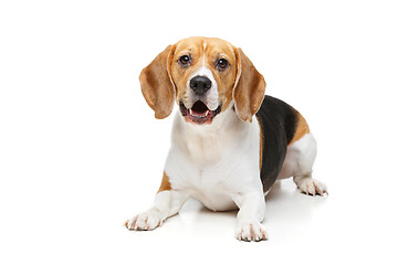 Image showing beautiful beagle dog isolated on white