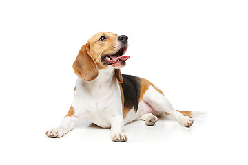 Image showing beautiful beagle dog isolated on white