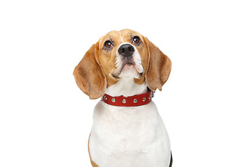 Image showing beautiful beagle dog isolated on white