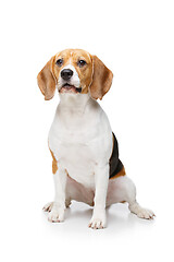 Image showing beautiful beagle dog isolated on white