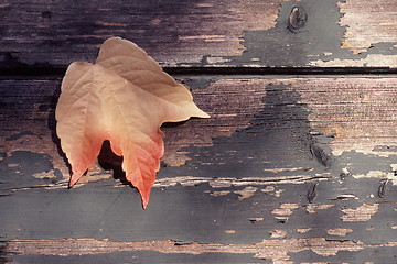 Image showing Autumn Leaf