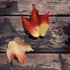 Image showing Autumn Leaves