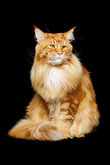 Image showing Beautiful maine coon cat