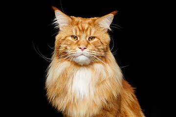 Image showing Beautiful maine coon cat