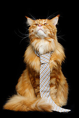 Image showing Beautiful maine coon cat with man tie