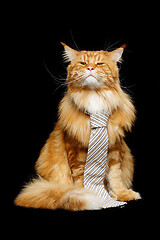 Image showing Beautiful maine coon cat with man tie