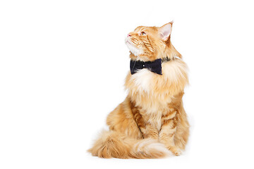 Image showing Beautiful maine coon cat with bow tie