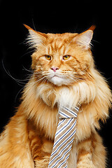 Image showing Beautiful maine coon cat with man tie