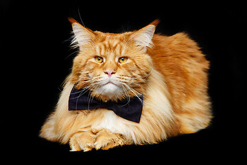 Image showing Beautiful maine coon cat with bow tie