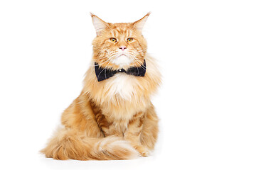 Image showing Beautiful maine coon cat with bow tie