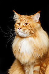 Image showing Beautiful maine coon cat