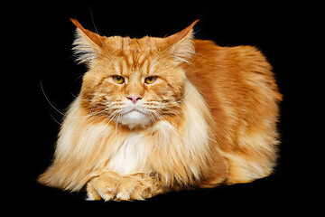 Image showing Beautiful maine coon cat