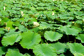 Image showing Lotus leaves