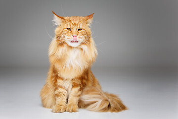 Image showing Beautiful maine coon cat