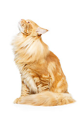 Image showing Beautiful maine coon cat