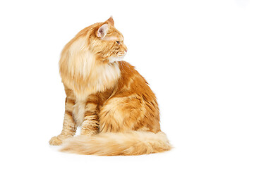 Image showing Beautiful maine coon cat