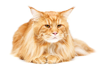 Image showing Beautiful maine coon cat