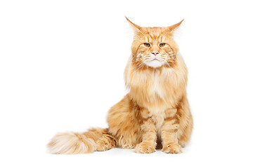 Image showing Beautiful maine coon cat