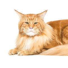 Image showing Beautiful maine coon cat