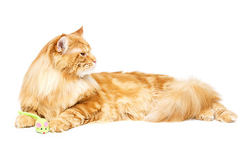 Image showing Beautiful maine coon cat