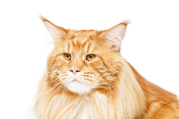 Image showing Beautiful maine coon cat