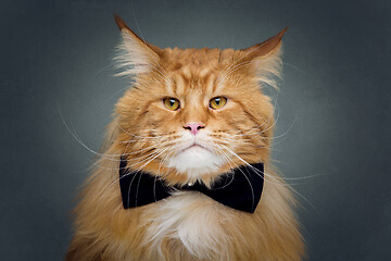 Image showing Beautiful maine coon cat with bow tie